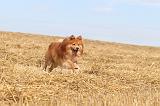 CHIEN FINNOIS DE LAPONIE 249